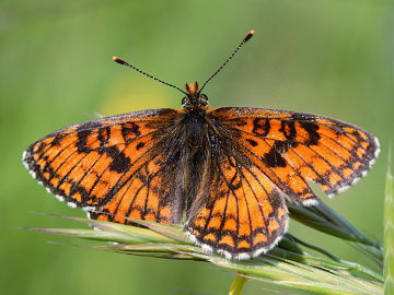 Melitaea parthenoides