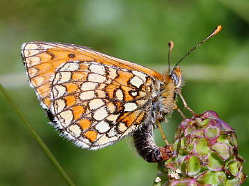 Melitaea parthenoides