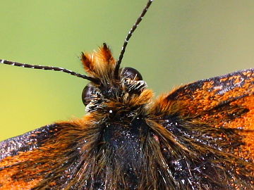 Melitaea parthenoides