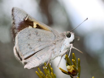 Blue Iris Skipper