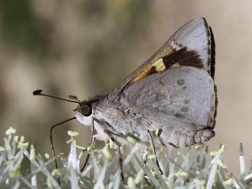 Blue Iris Skipper