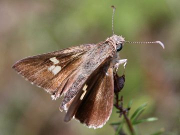 Eastern Iris Skipper