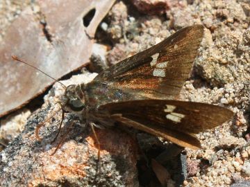 Eastern Iris Skipper