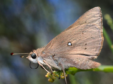 Western Brown Skipper