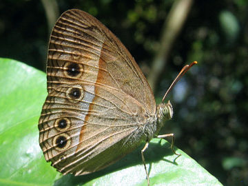 Orange Bush Brown