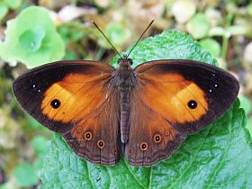 Orange Bush Brown