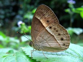 Orange Bush Brown