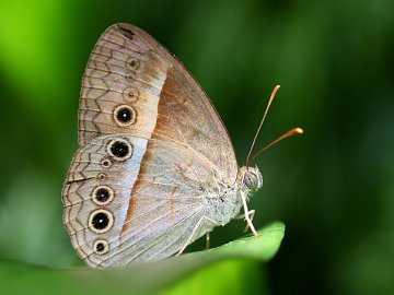 Orange Bush Brown