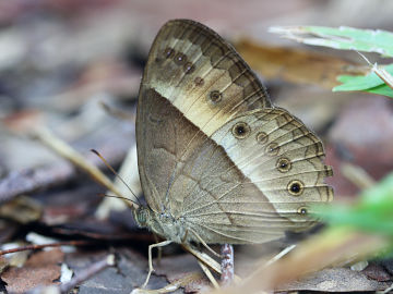 Orange Bush Brown