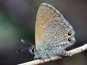 Two-spotted Line Blue