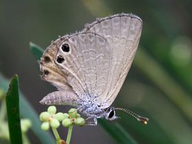 Two-spotted Line Blue