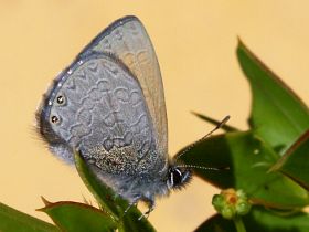 Two-spotted Line Blue