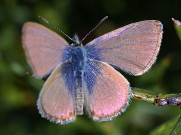 Two-spotted Line Blue