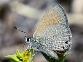 Two-spotted Line Blue