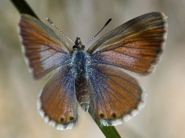 Two-spotted Line Blue