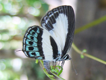 Green-banded Line Blue