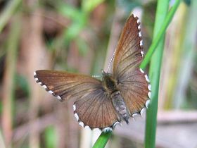 Fringed Heath Blue