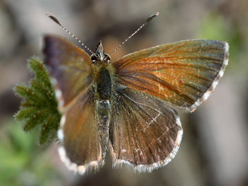 Fringed Heath Blue