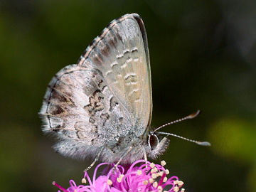 Fringed Heath Blue