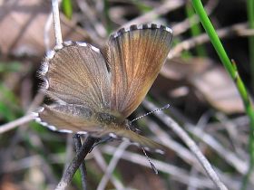 Fringed Heath Blue