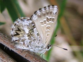 Fringed Heath Blue