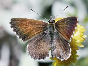 Fringed Heath Blue