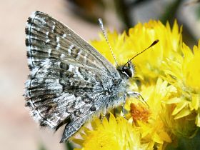 Fringed Heath Blue