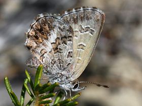 Fringed Heath Blue