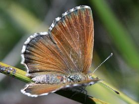 Fringed Heath Blue