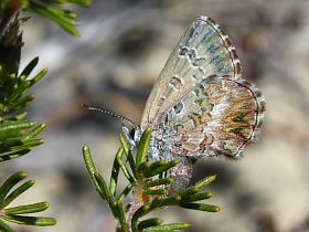 Fringed Heath Blue