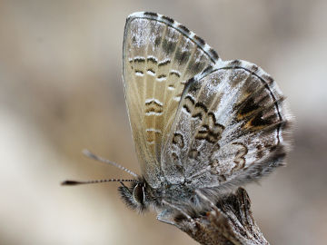 Fringed Heath Blue