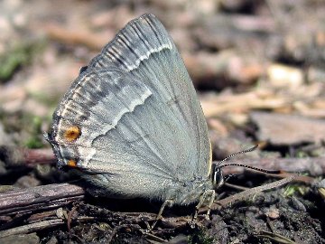 Blauer Eichenzipfelfalter