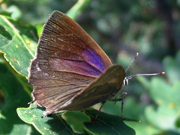 Blauer Eichenzipfelfalter (Neozephyrus quercus)