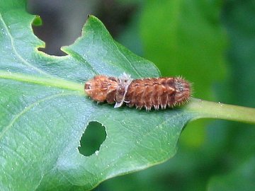 Blauer Eichenzipfelfalter (Neozephyrus quercus)