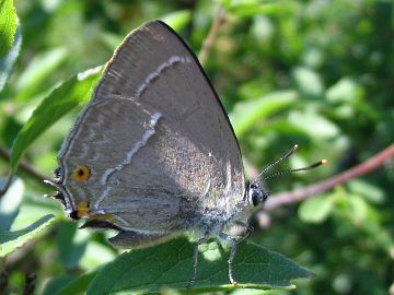 Blauer Eichenzipfelfalter (Neozephyrus quercus)