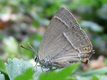 Blauer Eichenzipfelfalter (Neozephyrus quercus)