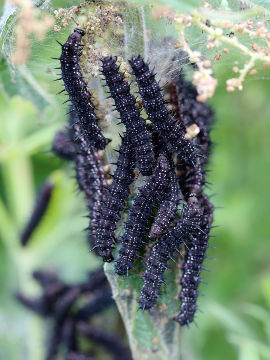 Tagpfauenauge