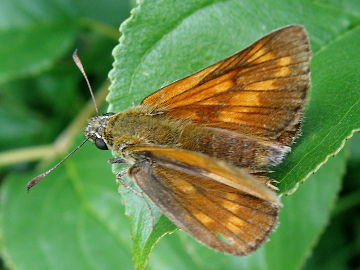 Ochlodes sylvanus