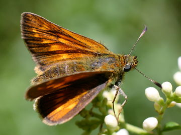 Ochlodes sylvanus