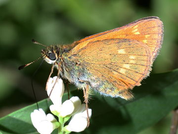 Ochlodes sylvanus