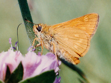 Ochlodes sylvanus