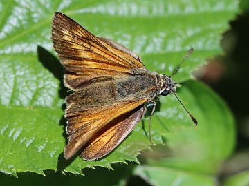 Ochlodes sylvanus