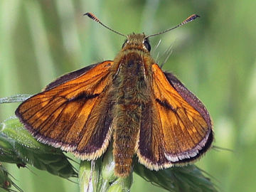 Ochlodes sylvanus