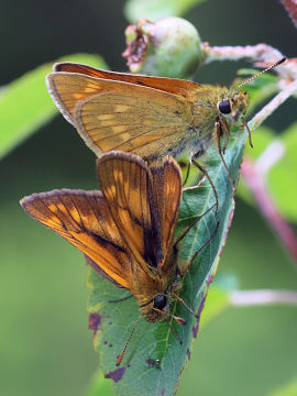 Ochlodes sylvanus