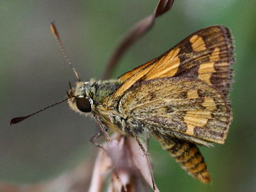 Narrow-brand Grass Dart