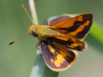 Greenish Grass Dart