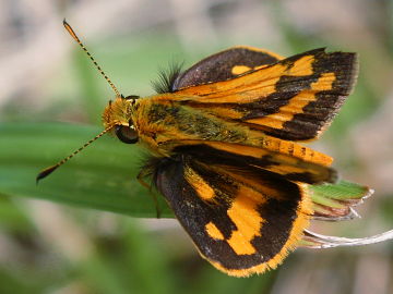 Greenish Grass Dart