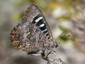 Satin Azure