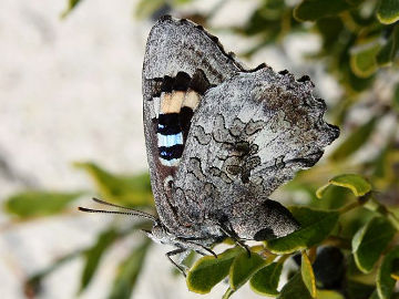 Small Bronze Azure