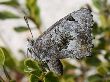 Small Bronze Azure